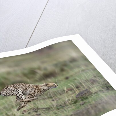 Adolescent Cheetah cub running in Masai Mara National Reserve by Anonymous