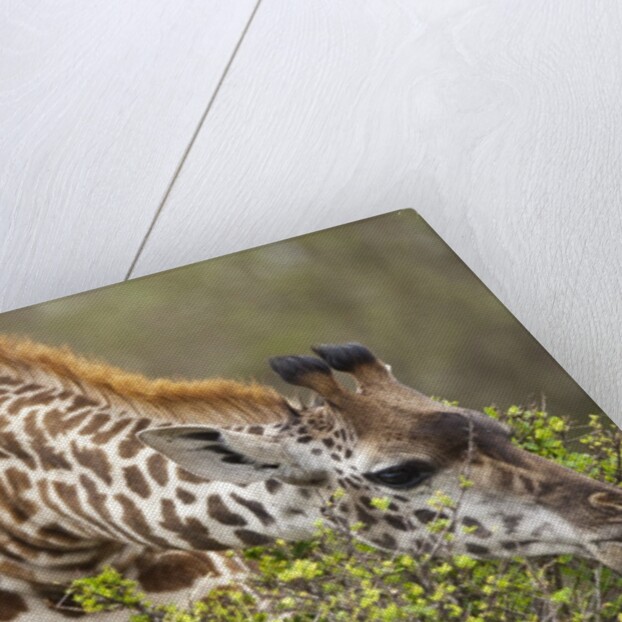 Giraffe feeding on bush in Masai Mara National Reserve by Anonymous