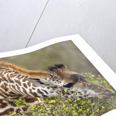 Giraffe feeding on bush in Masai Mara National Reserve by Anonymous