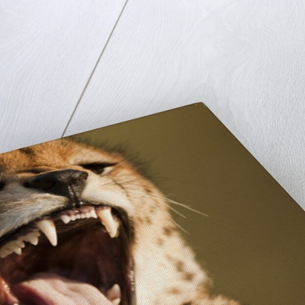 Cheetah yawning by Anonymous