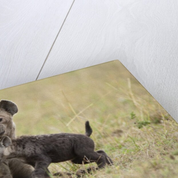 Spotted hyena and pup by Anonymous