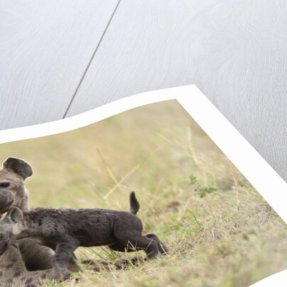 Spotted hyena and pup by Anonymous