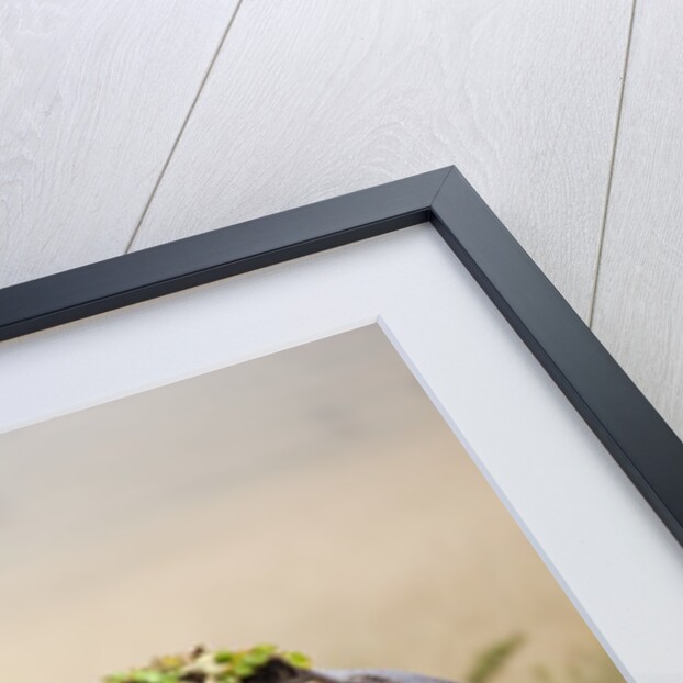 Hippopotomaus walking on savanna with water plants on it's back by Anonymous