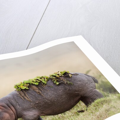 Hippopotomaus walking on savanna with water plants on it's back by Anonymous