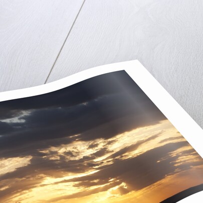 Acacia tree at sunset by Anonymous