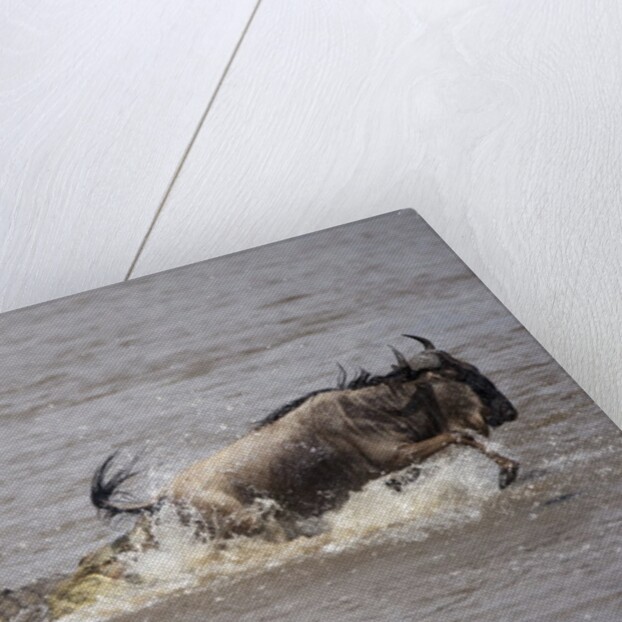 Nile crocodile attacking Wildebeest migrating across Mara River by Anonymous