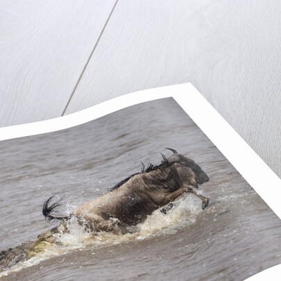 Nile crocodile attacking Wildebeest migrating across Mara River by Anonymous