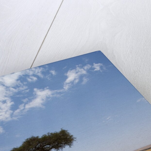 Lone Acacia tree in savanna by Anonymous