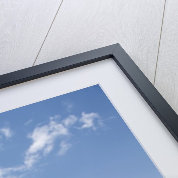 Lone Acacia tree in savanna by Anonymous