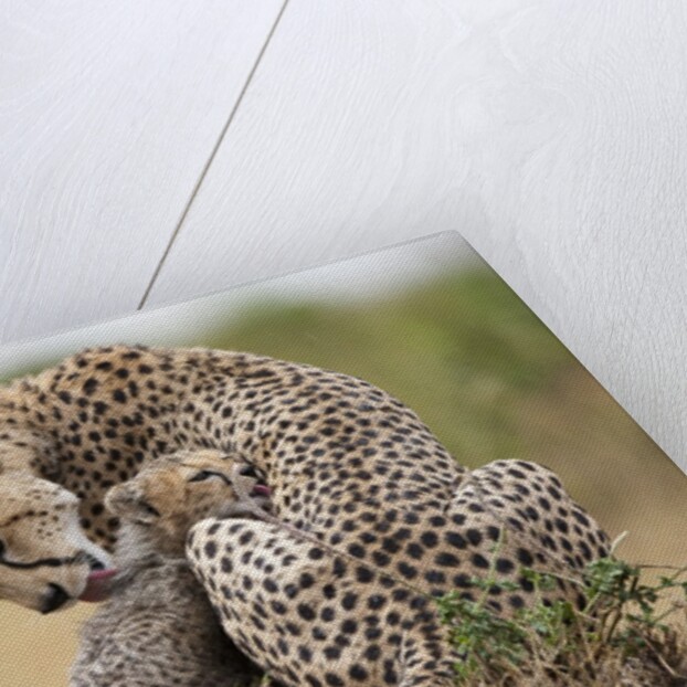 Cheetah grooming cub in Masai Mara National Reserve by Anonymous