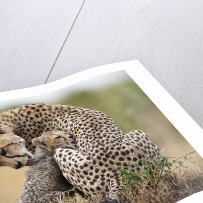 Cheetah grooming cub in Masai Mara National Reserve by Anonymous