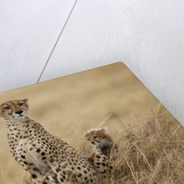 Female cheetah with cubs in tall grass by Anonymous