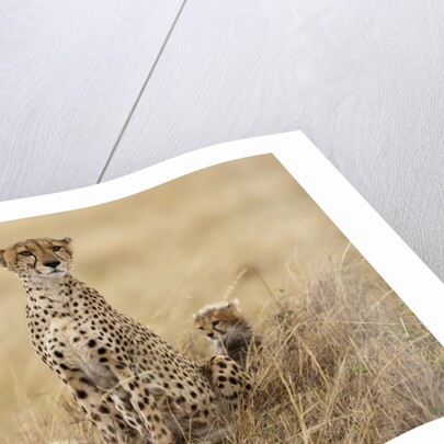 Female cheetah with cubs in tall grass by Anonymous
