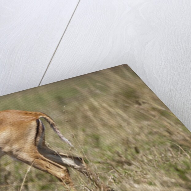 Impala cleaning newborn calf by Anonymous