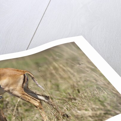 Impala cleaning newborn calf by Anonymous