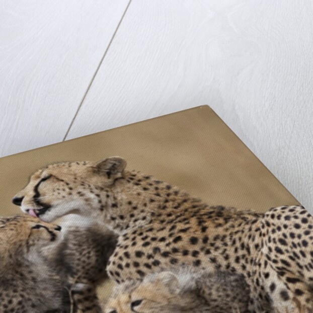 Cheetah grooming cub in Masai Mara National Reserve by Anonymous