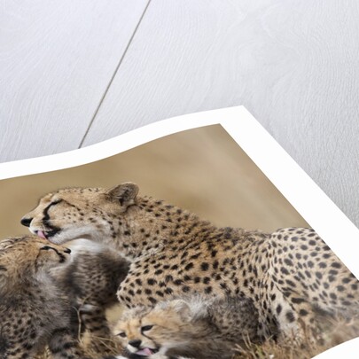 Cheetah grooming cub in Masai Mara National Reserve by Anonymous