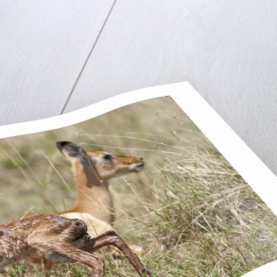 Newborn Impala taking first steps by Anonymous