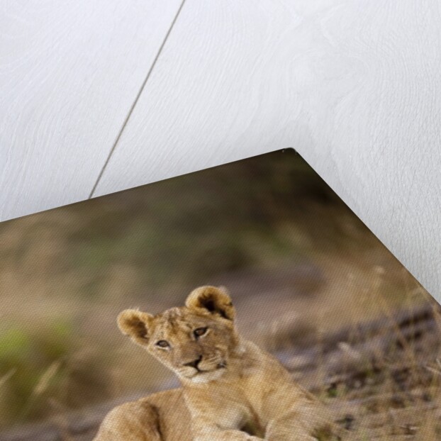 Lion cub resting on rocky outcrop in tall grass by Anonymous