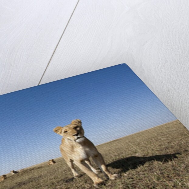 Curious lion approaching on savanna by Anonymous
