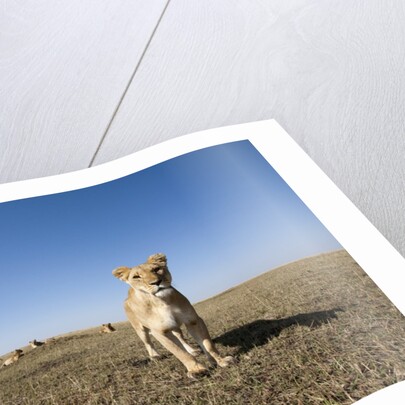 Curious lion approaching on savanna by Anonymous