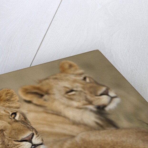 Lions resting in morning sun in Masai Mara National Reserve by Anonymous