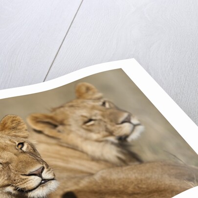 Lions resting in morning sun in Masai Mara National Reserve by Anonymous