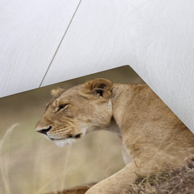 Lioness with cub in Masai Mara National Reserve by Anonymous