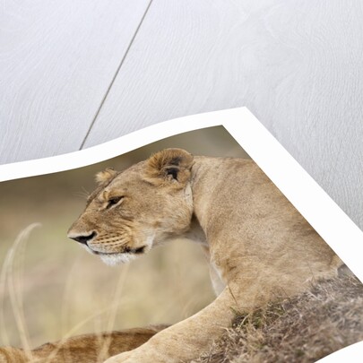 Lioness with cub in Masai Mara National Reserve by Anonymous