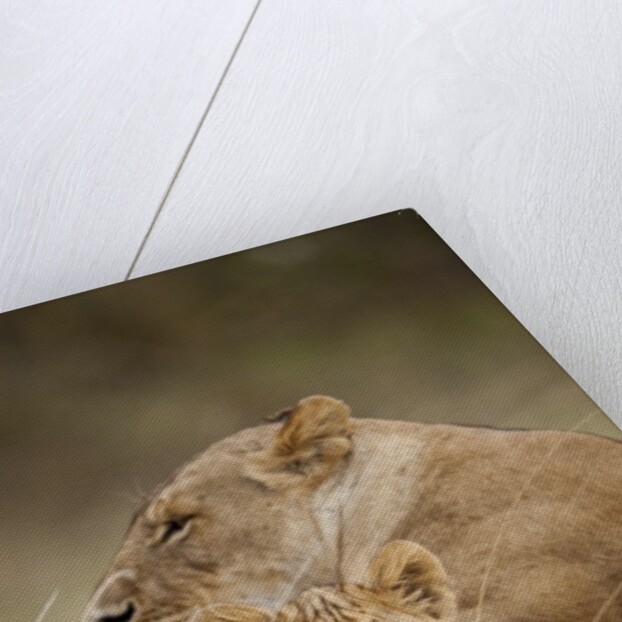Lioness and cub by Anonymous