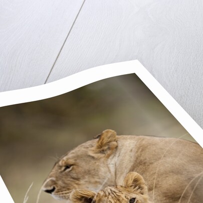 Lioness and cub by Anonymous