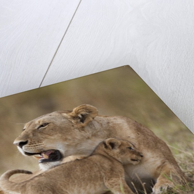 Lioness nursing cubs in Masai Mara National Reserve by Anonymous