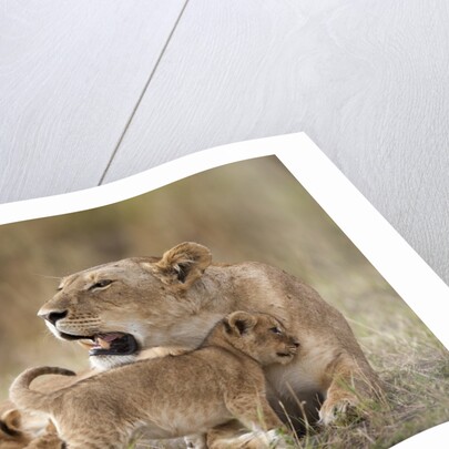 Lioness nursing cubs in Masai Mara National Reserve by Anonymous