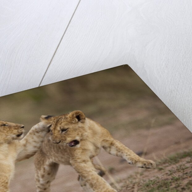 Lion cubs playing by Anonymous