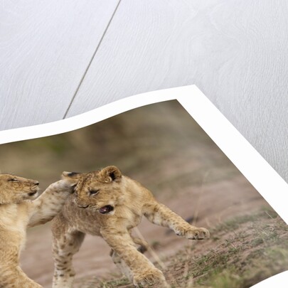 Lion cubs playing by Anonymous