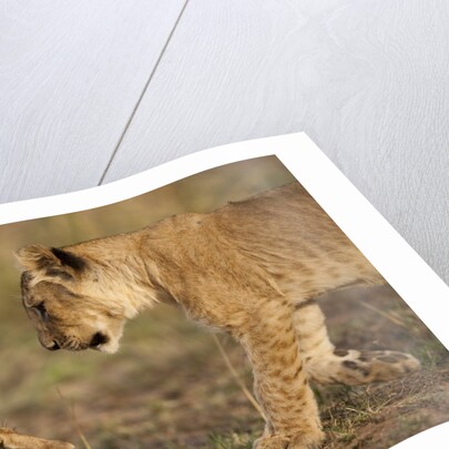 Lion cubs playing by Anonymous