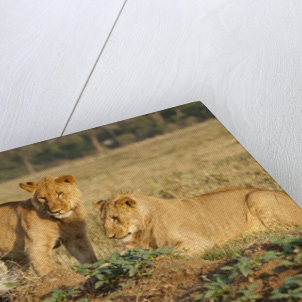 Youngs lion stalking porcupine by Anonymous