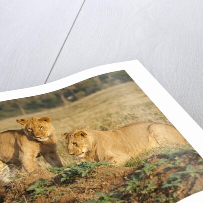 Youngs lion stalking porcupine by Anonymous