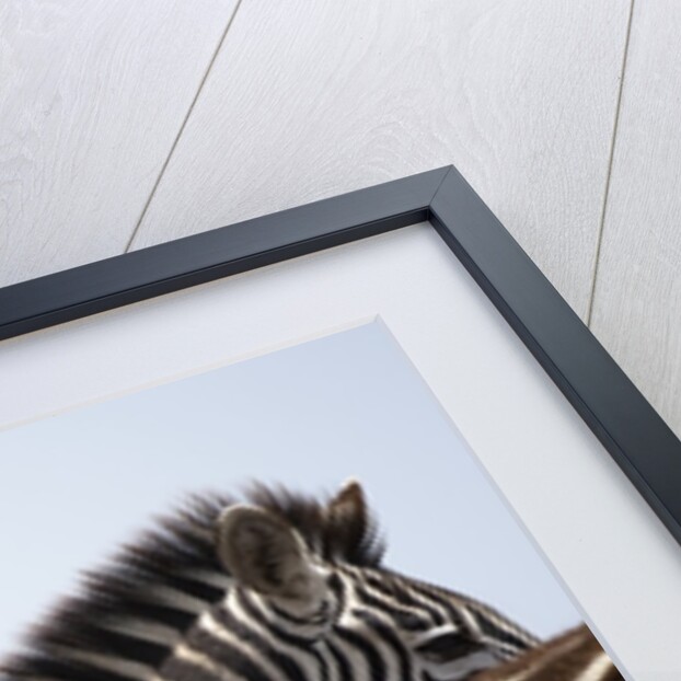 Burchell's Zebras in Masai Mara National Reserve by Anonymous