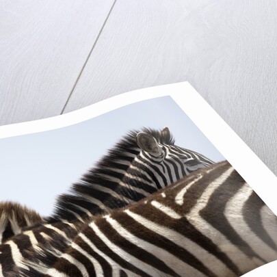 Burchell's Zebras in Masai Mara National Reserve by Anonymous