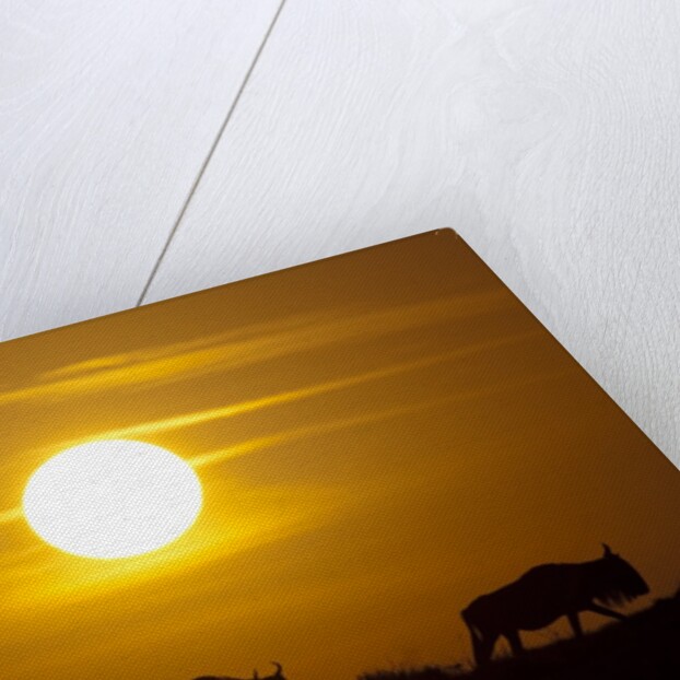 Migrating wildebeest at sunrise in Masai Mara National Reserve by Anonymous