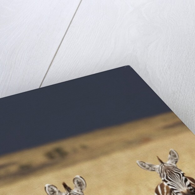 Burchell's Zebras on savanna below stormy sky by Anonymous