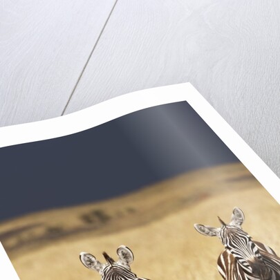 Burchell's Zebras on savanna below stormy sky by Anonymous