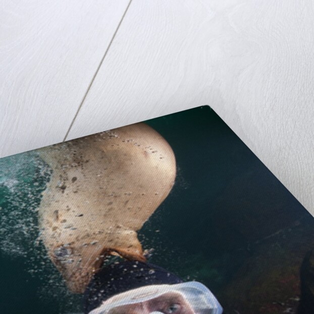 Steller sea lion biting head of photographer Paul Souders by Anonymous