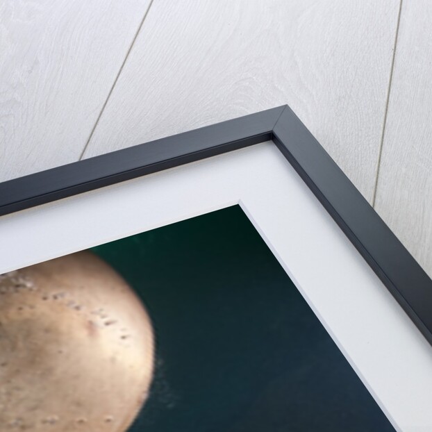 Steller sea lion biting head of photographer Paul Souders by Anonymous