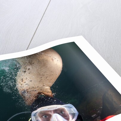 Steller sea lion biting head of photographer Paul Souders by Anonymous