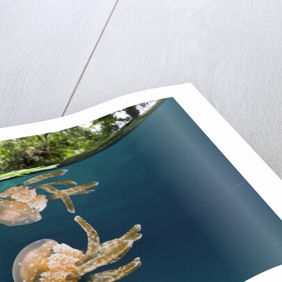 Mastigias Jellyfish (Matigias papua), Risong Bay, Micronesia, Palau by Anonymous