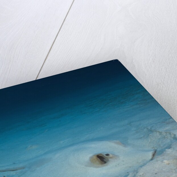 Cowtail Sting Ray camouflaged on the sandy ocean floor (Pastinachus sephen) by Anonymous