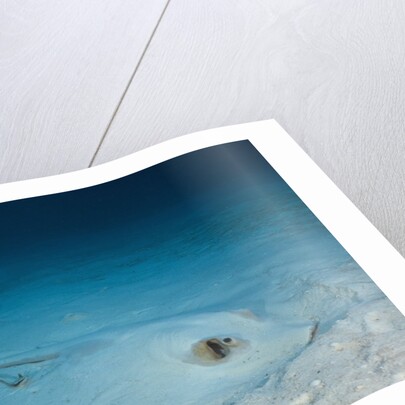 Cowtail Sting Ray camouflaged on the sandy ocean floor (Pastinachus sephen) by Anonymous