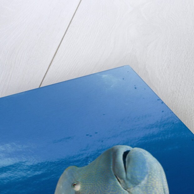 Humpback Wrasse (Cheilinus undulatus), Blue Corner, Micronesia, Palau by Anonymous